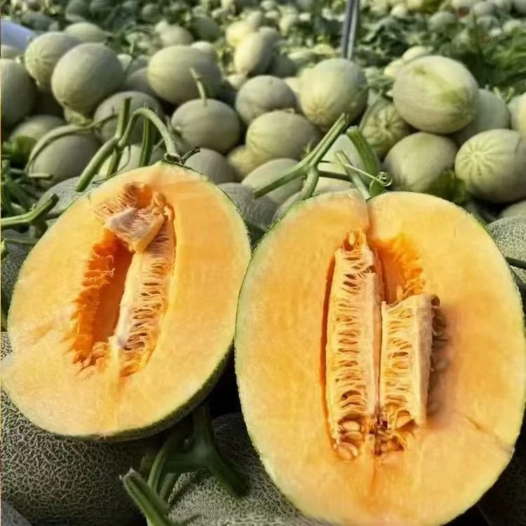 【顺丰陆运】正宗新疆吐鲁番西州蜜25号哈密瓜，脆甜多汁，新鲜应季