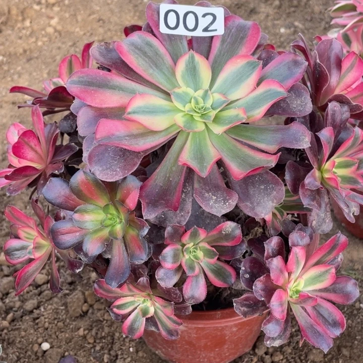 无花朵002对肉植物美杜莎