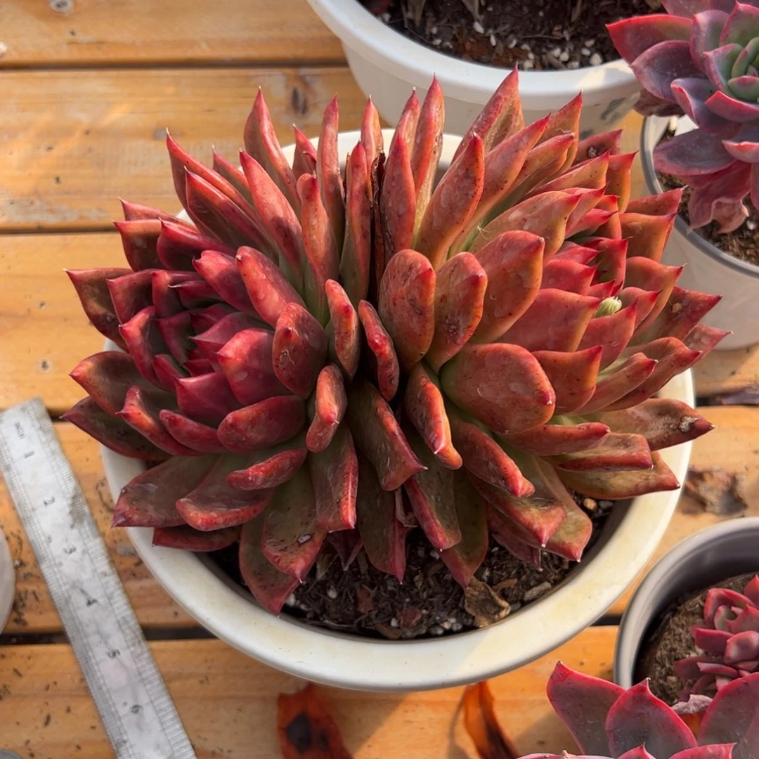 多肉双头阿姆斯壮【非偏远地区满18包邮】