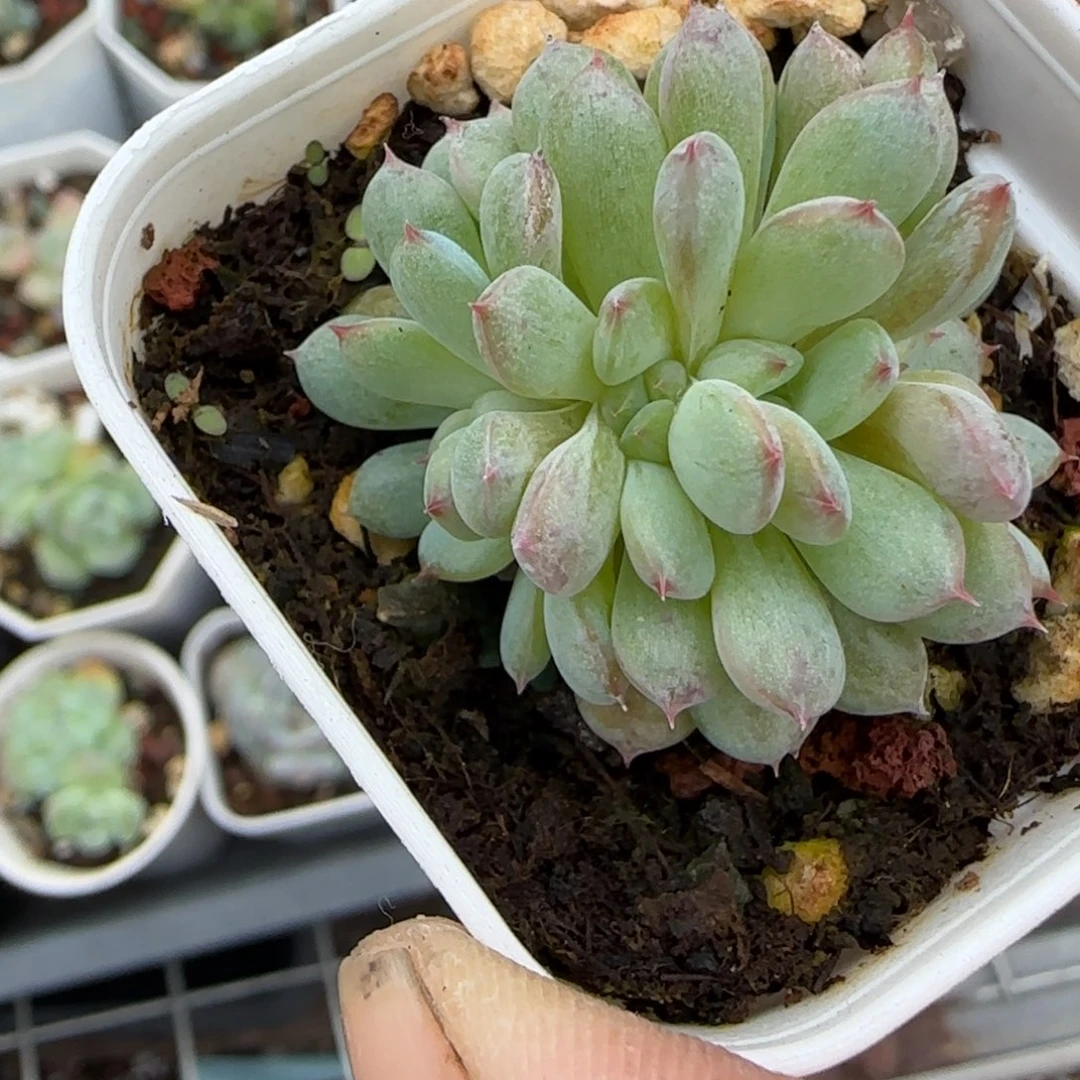 小卡拉米糖心一物一拍