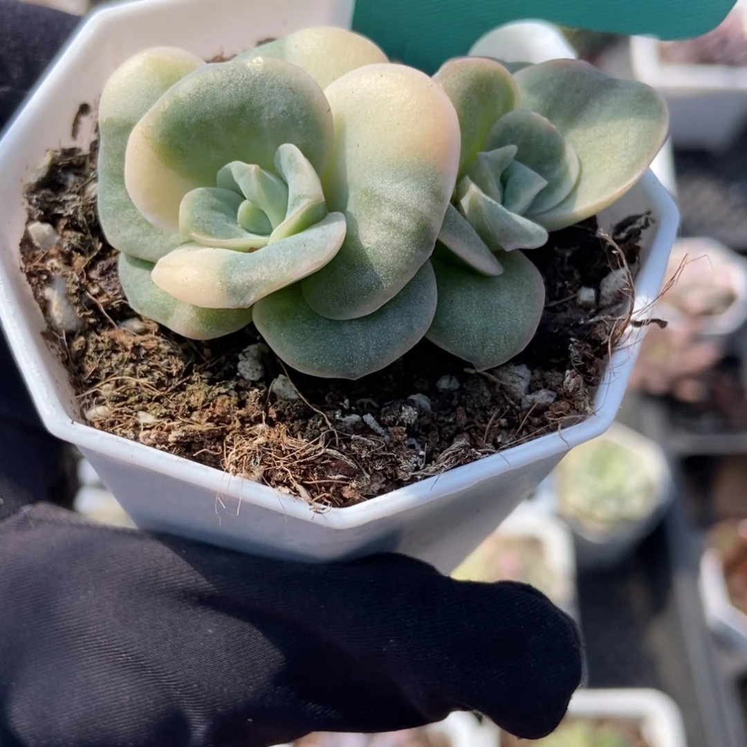 7315可爱玫瑰锦多肉植物