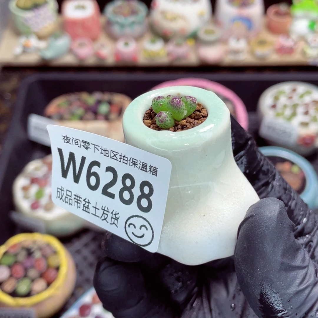 夜间零下地区拍保温箱w6288