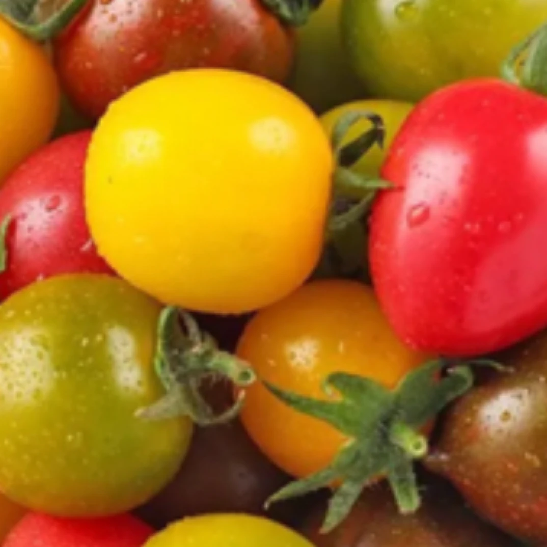 上海树熟五彩小番茄（250克）多彩樱桃小番茄上海市