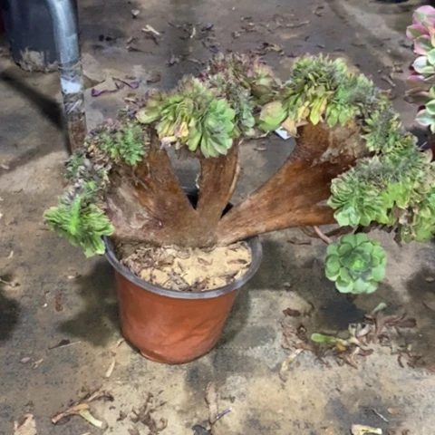 万缀多肉植物080