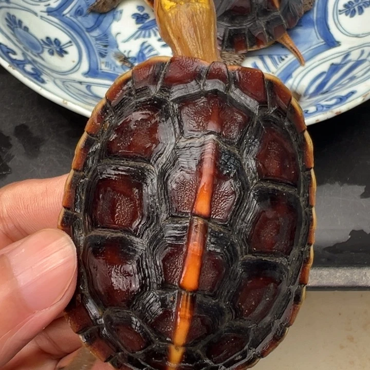 母绿毛龟?啦啦了我的