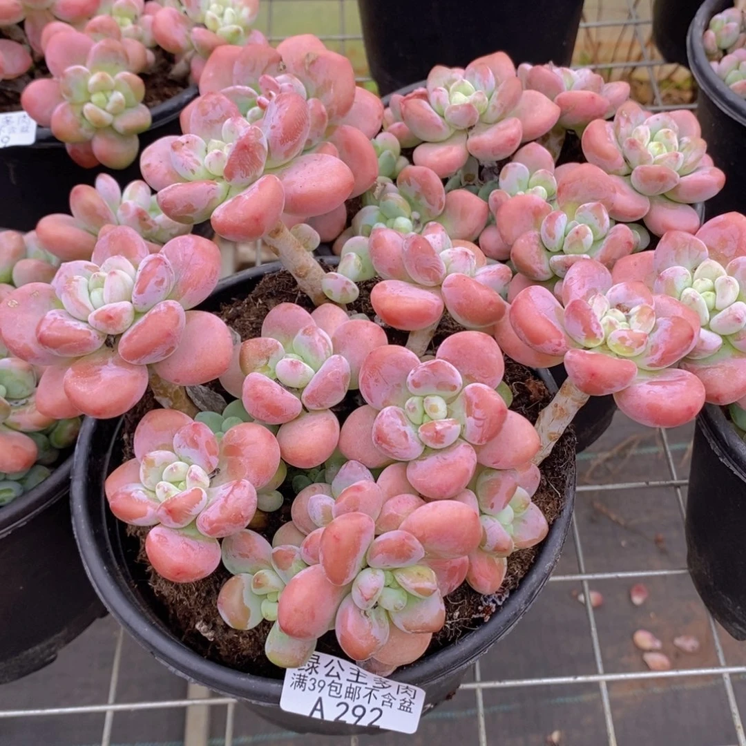 樱花洛神17cm292多肉植物