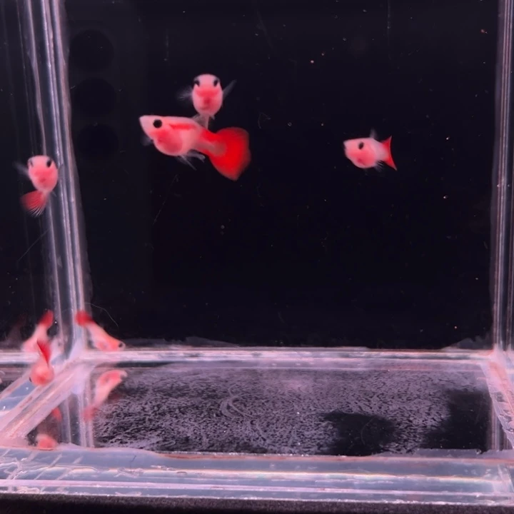 孔雀鱼流离玻璃猫喵练手6条