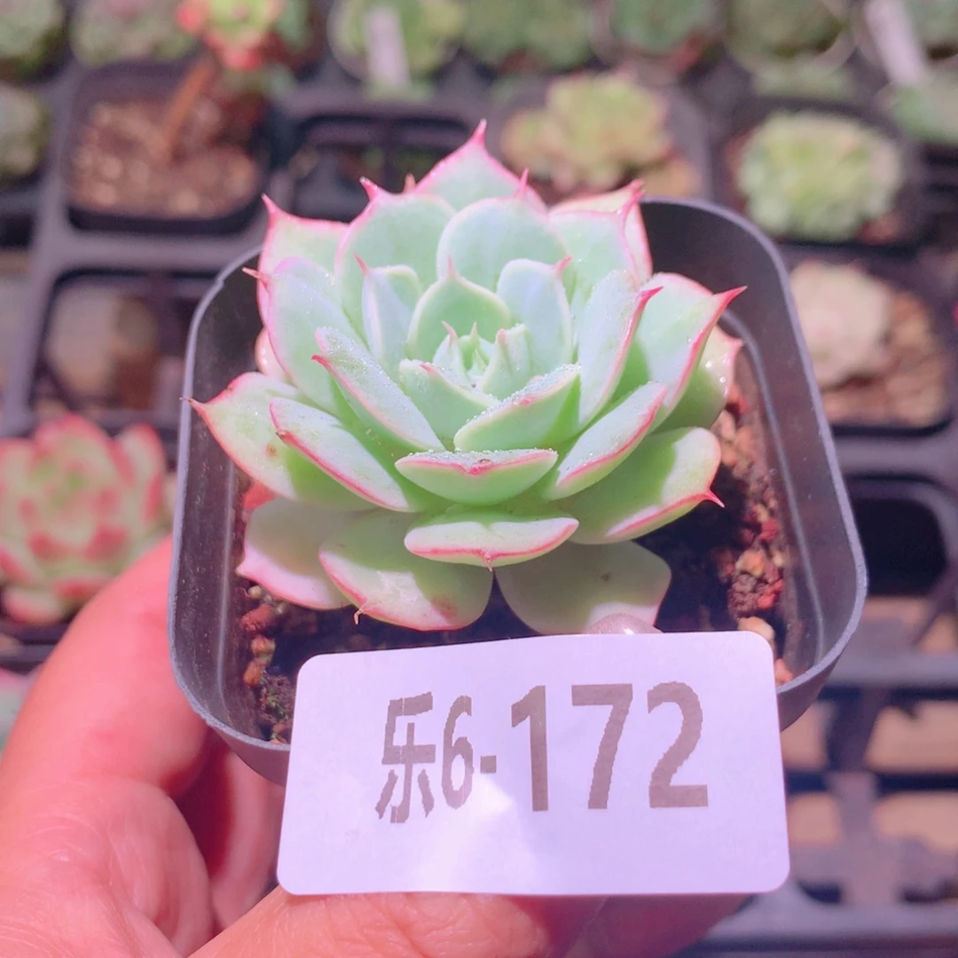 乐然6-172 雪域单头