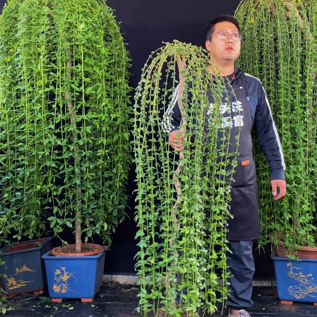 迎春花，一物一拍，