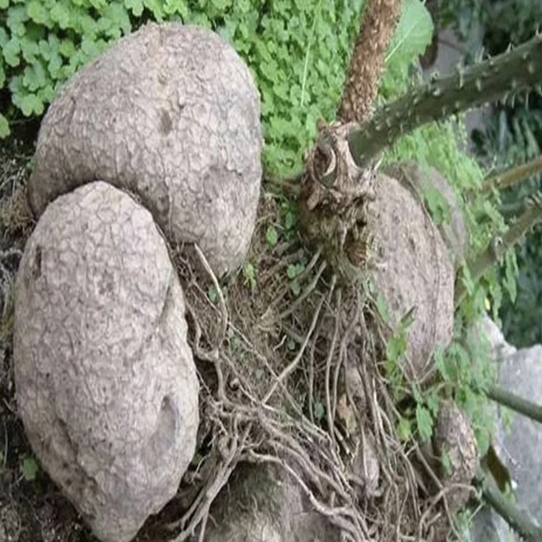 云南大山土特产《石铁棒》