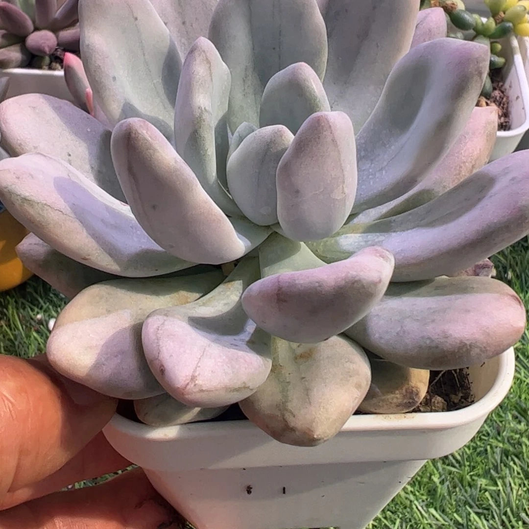 知**豹多肉植物多肉植物