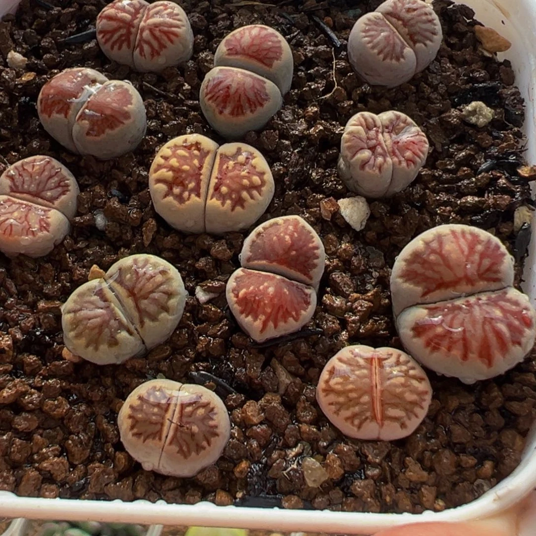 红窗菊组合多肉植物