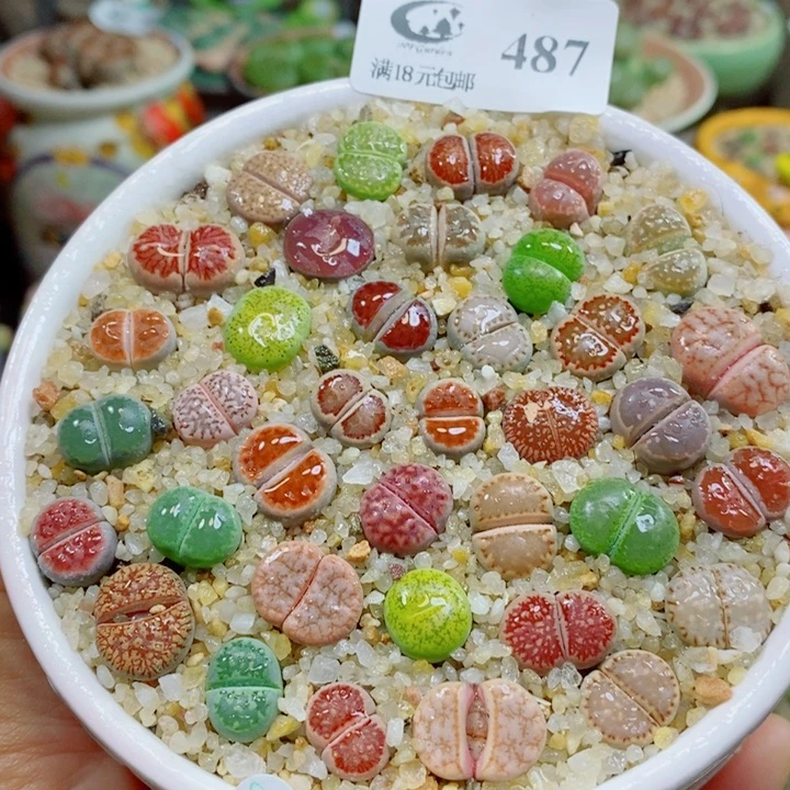 生石花花花花花花花487