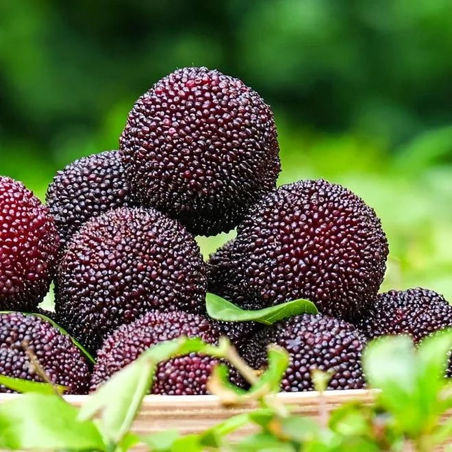 「荸荠杨梅·甜蜜大果7-10g」空运包邮云南石屏高原杨梅新果现摘现发