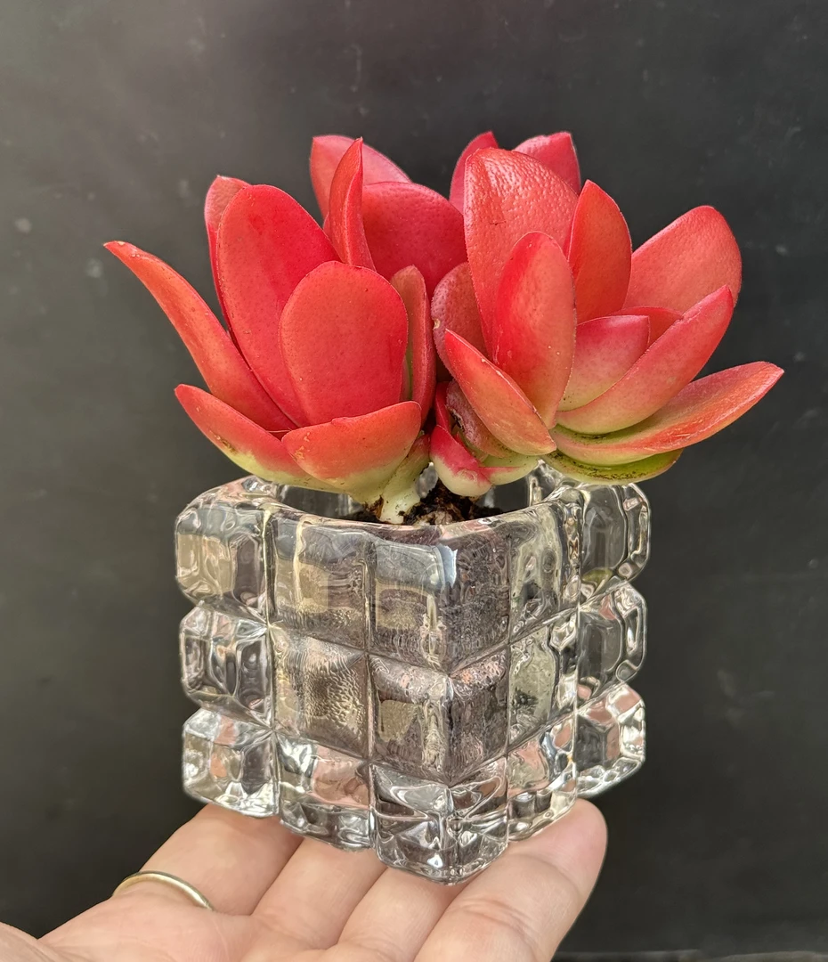 无土鸿运当头（不带盆）