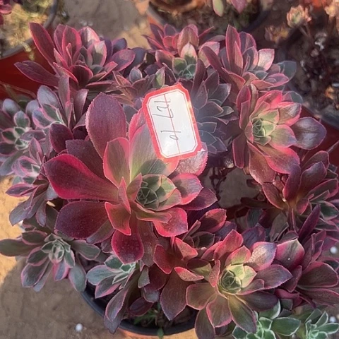 多肉女妖127不包断枝