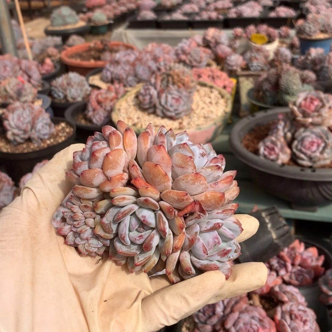 无花朵无砍哈哈哈哈哈哈哈