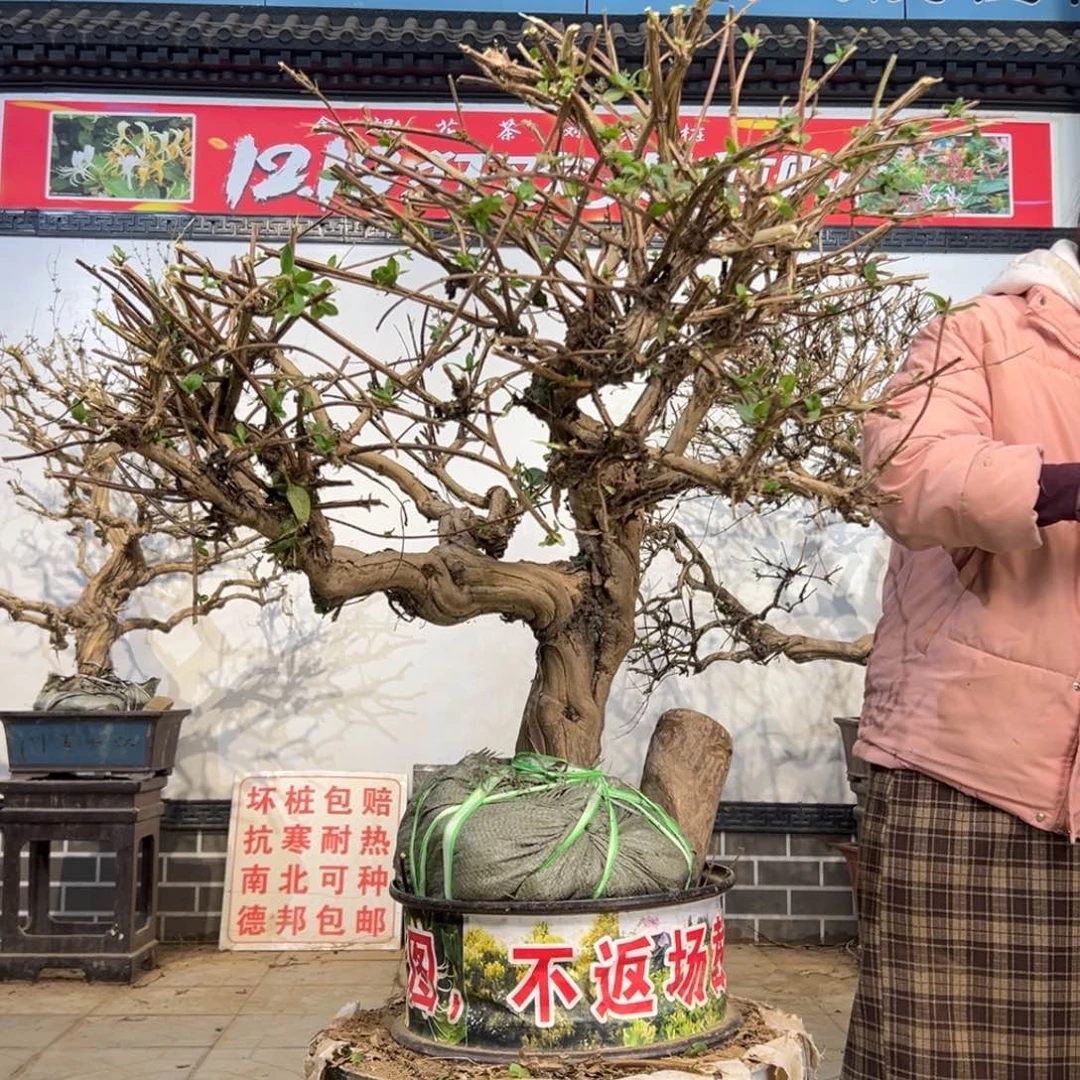 无花朵金银花88888
