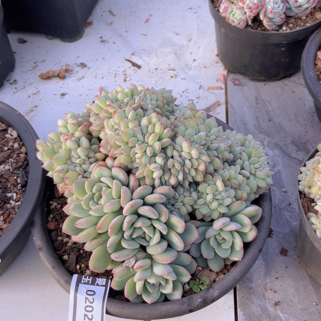 荷花缀多肉植物0202