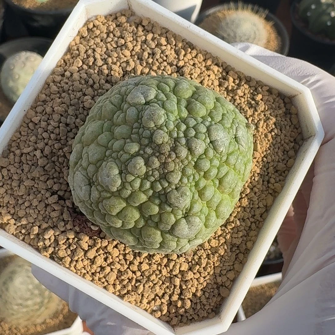 凝蹄玉虾仙人球12