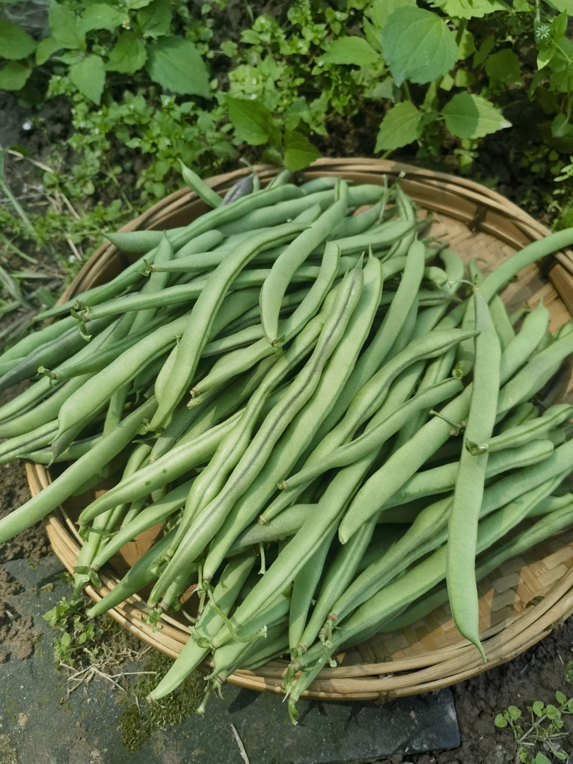 湘西高山露天四季豆豆角新鲜蔬菜