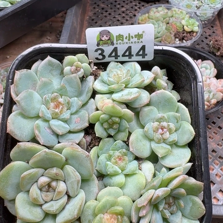 多肉植物多肉植物