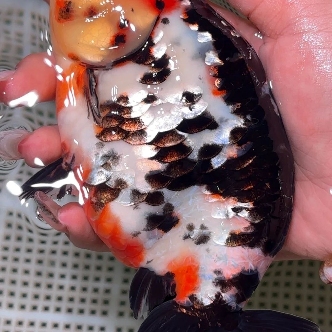 郴***浴金鱼不拍包装运费到付，拍包装包邮