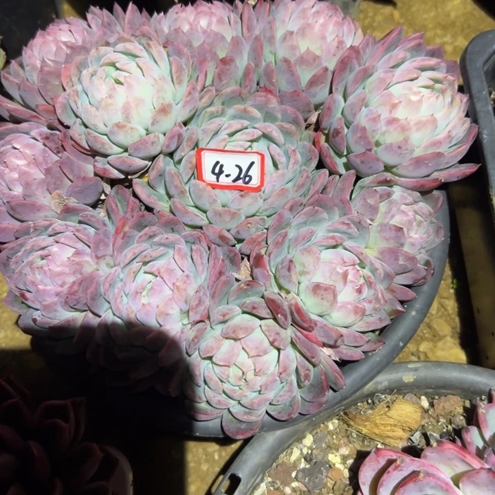 小***狸精品多肉植物老桩