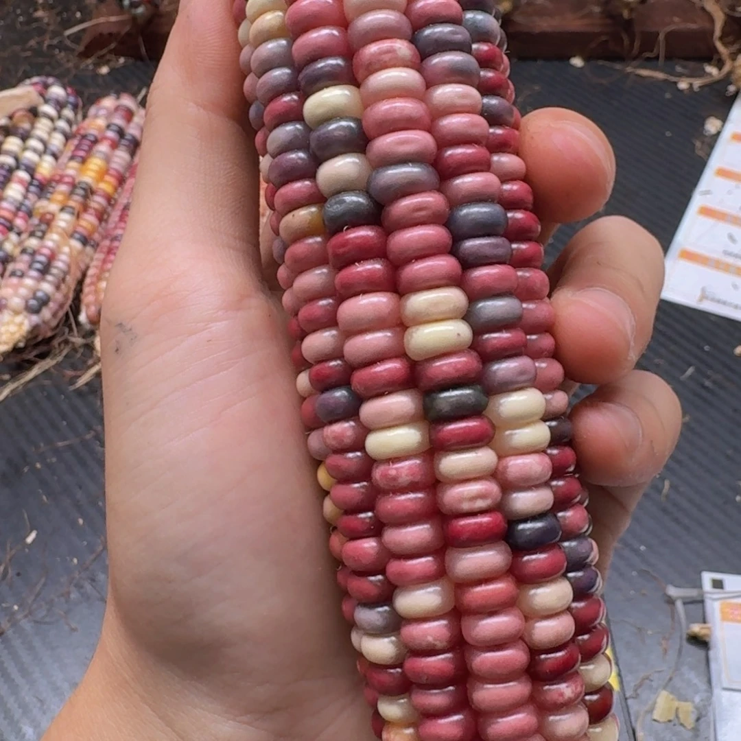 .***.柏香籽/百香籽吊坠