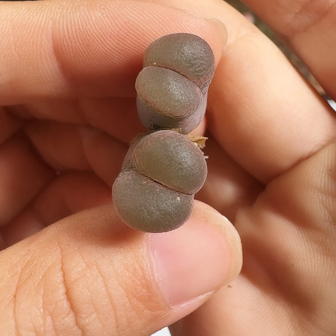 多肉植物福利风铃303