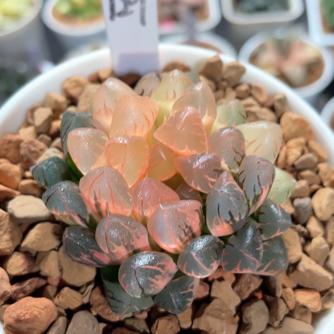 129红太阳锦。