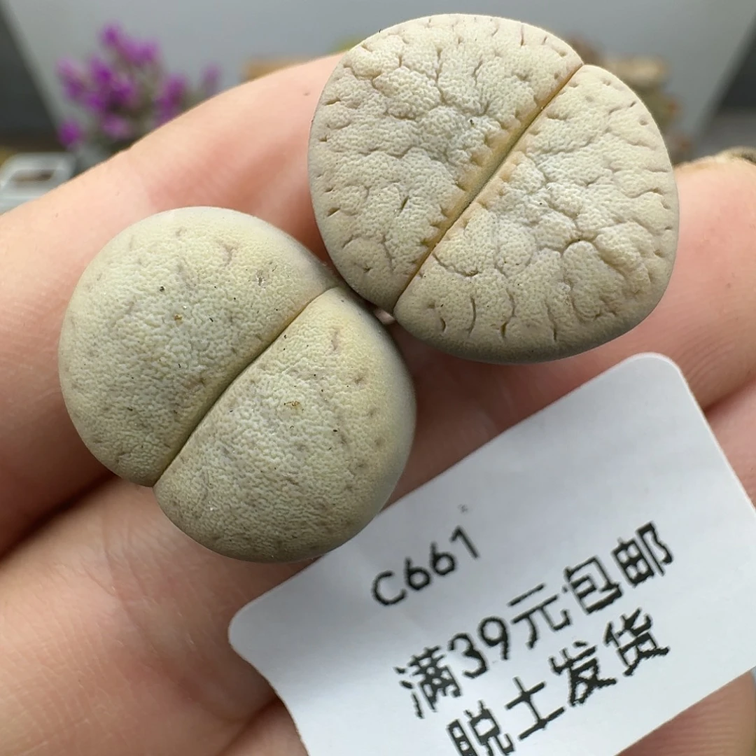 661多肉哈哈哈哈哈哈