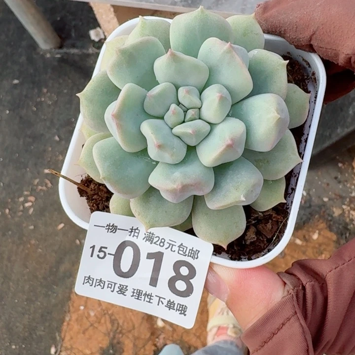 超奶无盆土发货多肉多