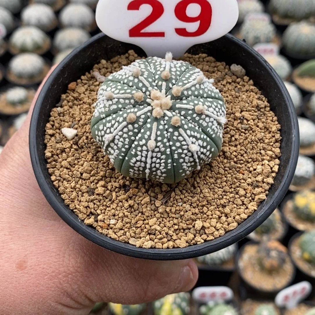 29奇迹福利来了来了