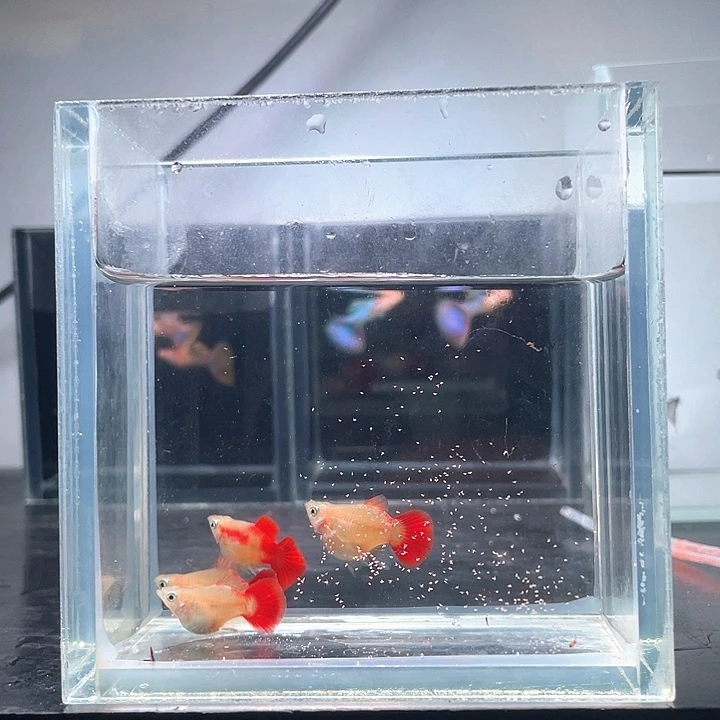 孔雀鱼1公3母黄暴球