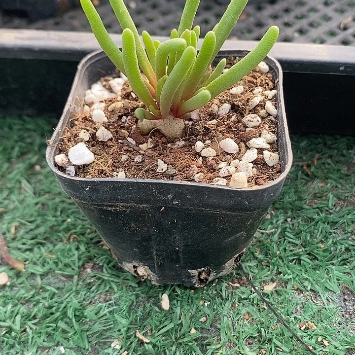 淡清霜小苗，带盆发货