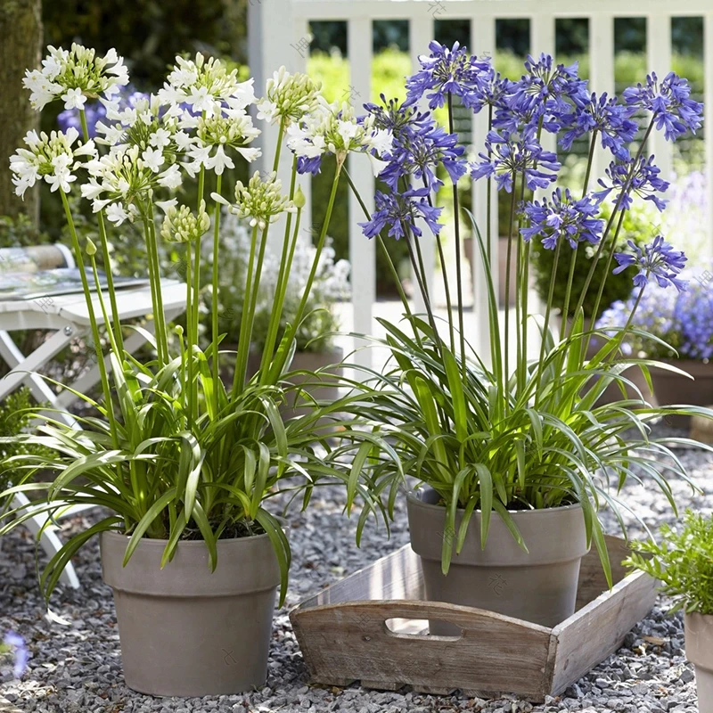 【耐寒-35°】四季开花百子莲裸根苗花卉盆栽地栽花园阳台植物草本花