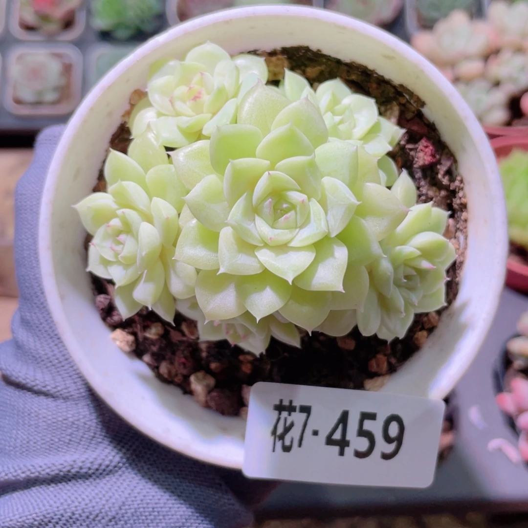 花利美7-459白天鹅