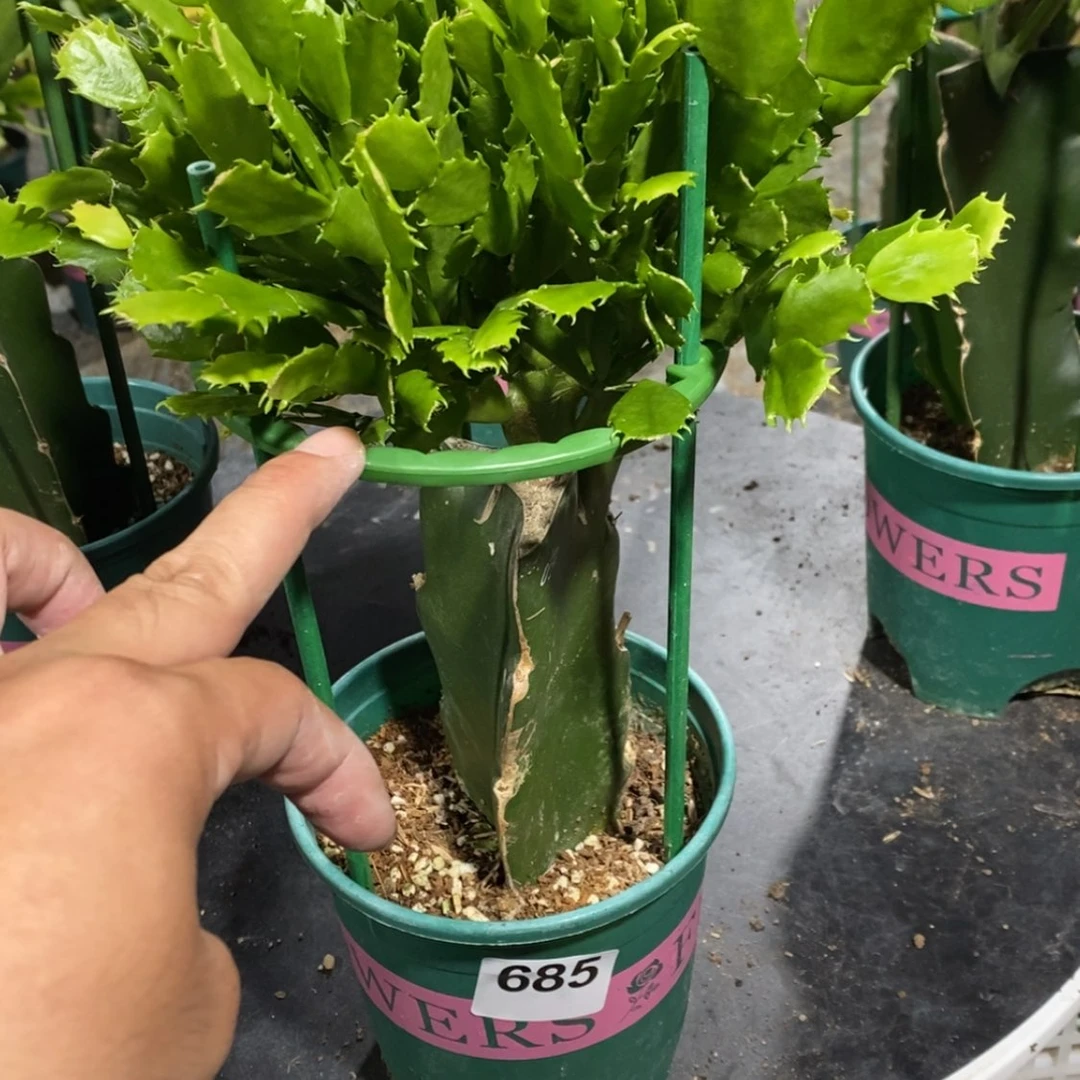 【闪购商品】完全开放685嫁接050