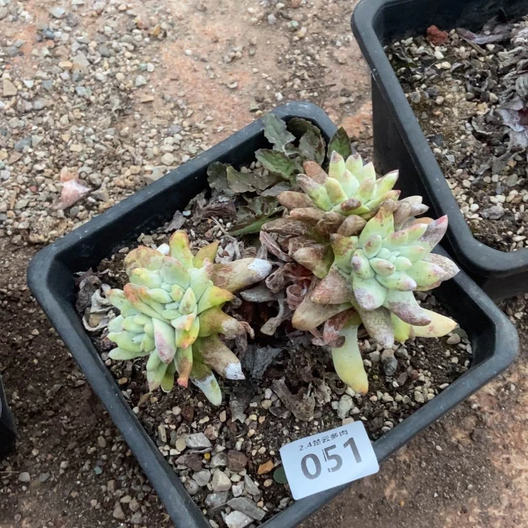 051处理多肉植物