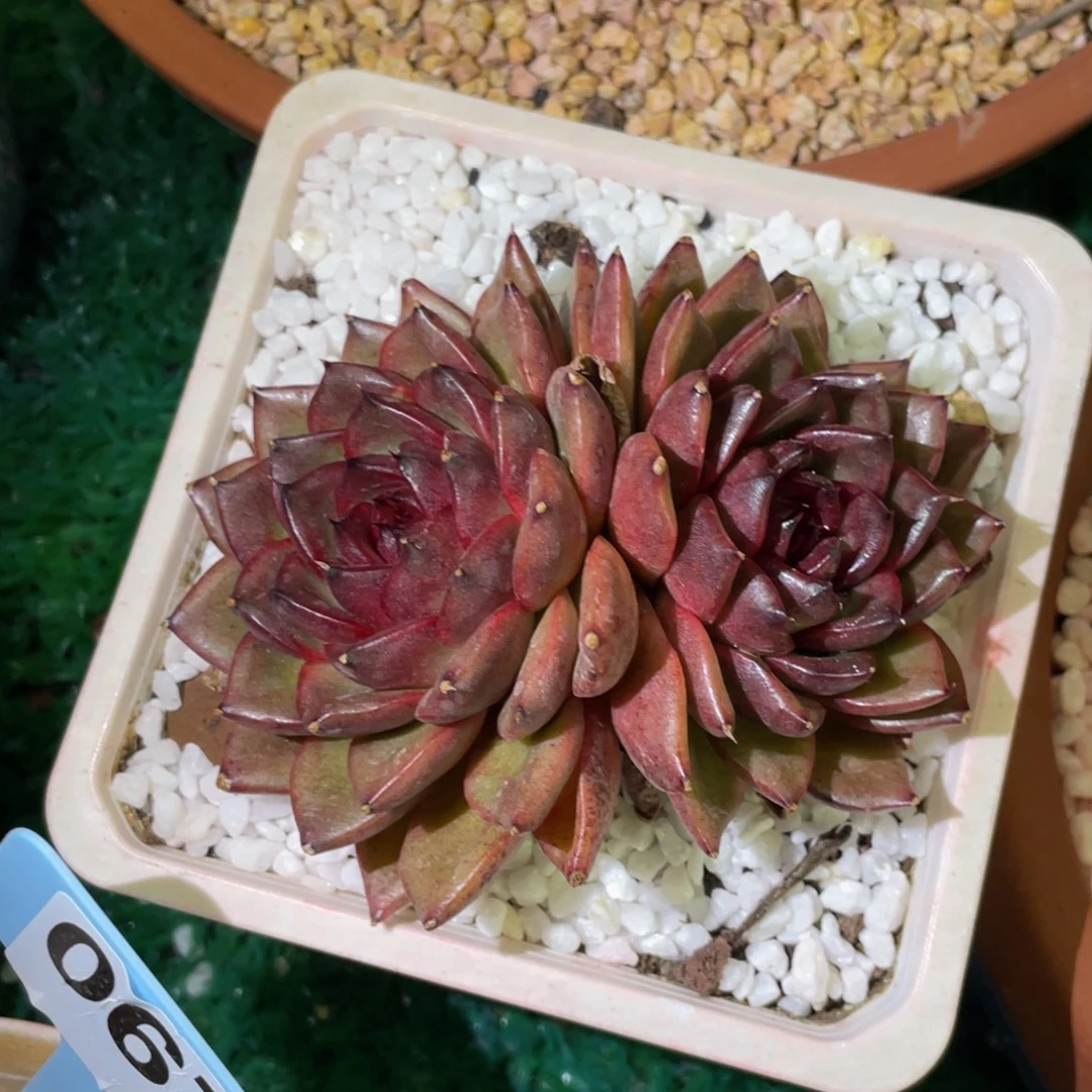 多肉植物盆栽多肉