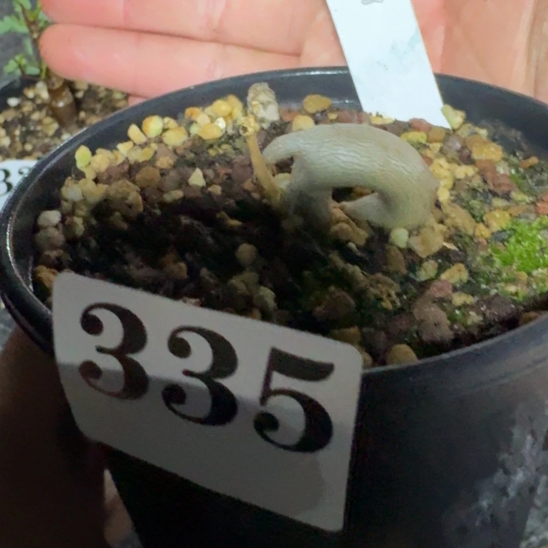 蔷薇火星人实生多肉植物