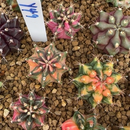 49-0122泰国发货多肉