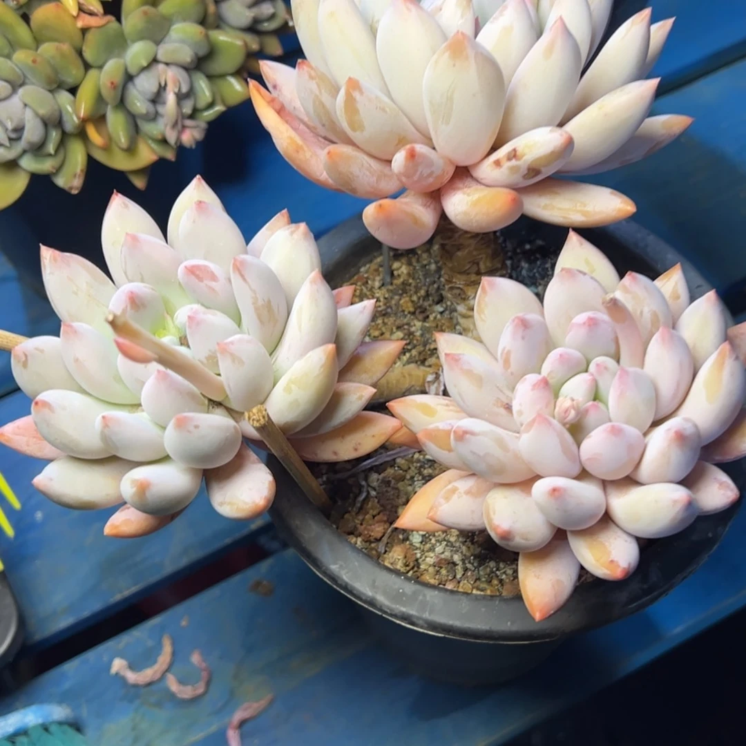 【闪购商品】超**爸所罗门多肉68