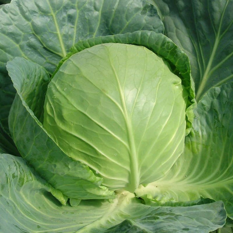 【满5包包邮】绿宝甘蓝种子高产杂交秋播阳台蔬菜种子圆形四季春季