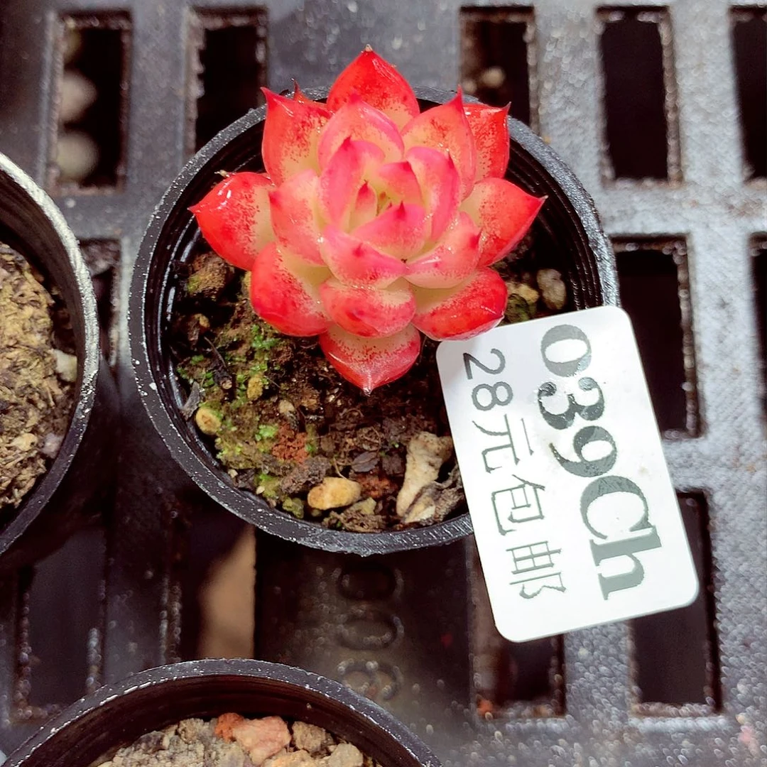 5厘米盆精控多肉039