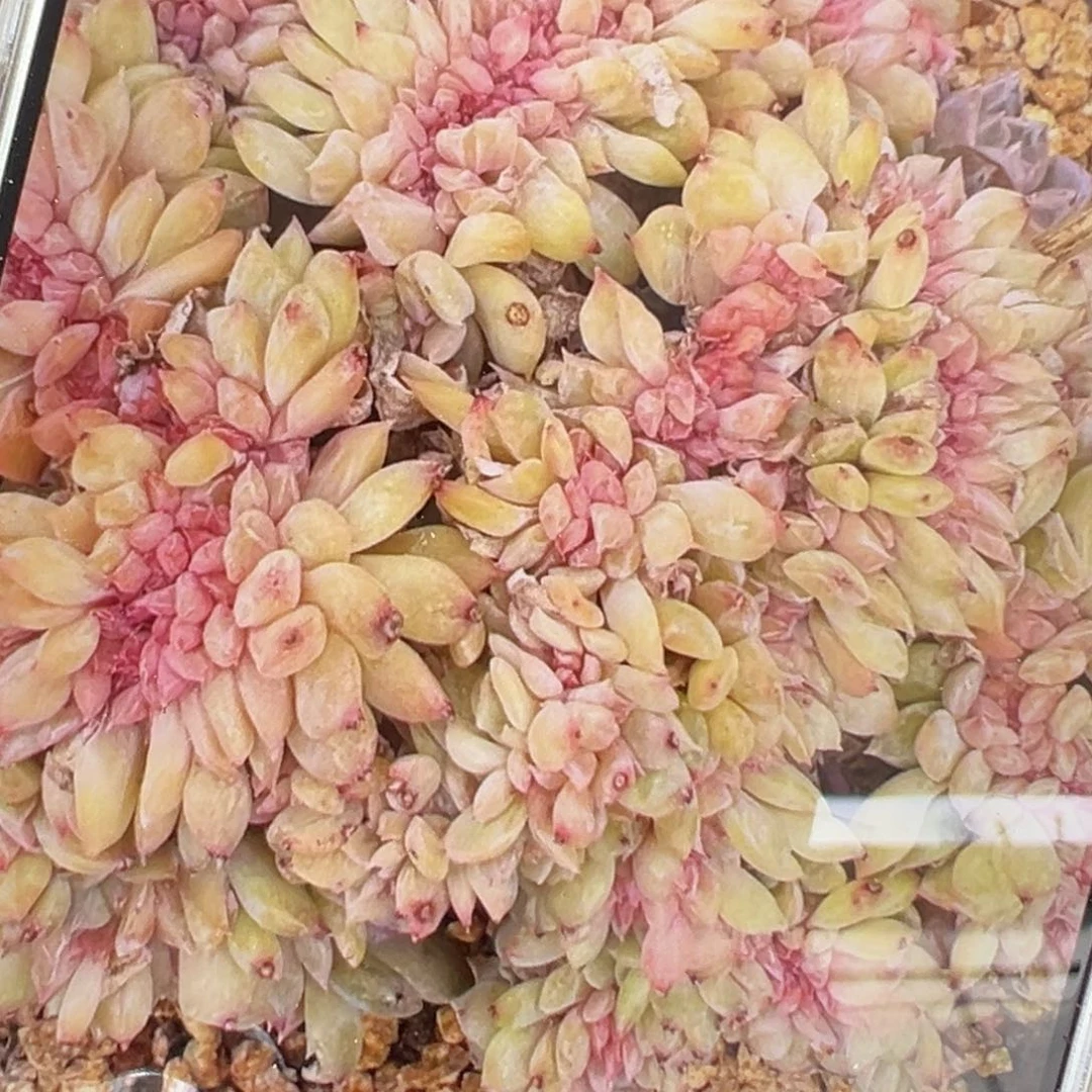 黄钻 模特 新年快乐 新年快乐