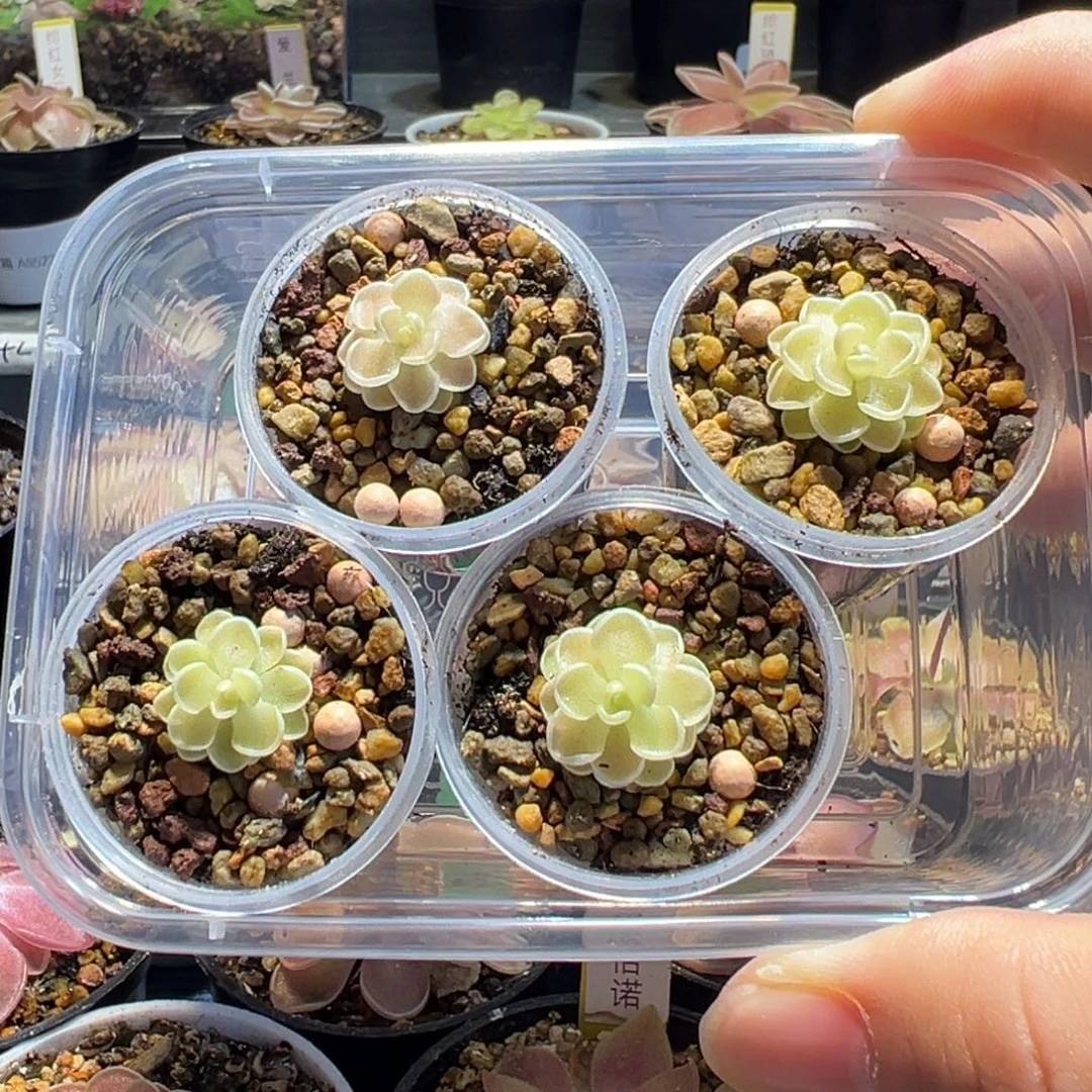 捕虫堇食虫植物脱土发88026