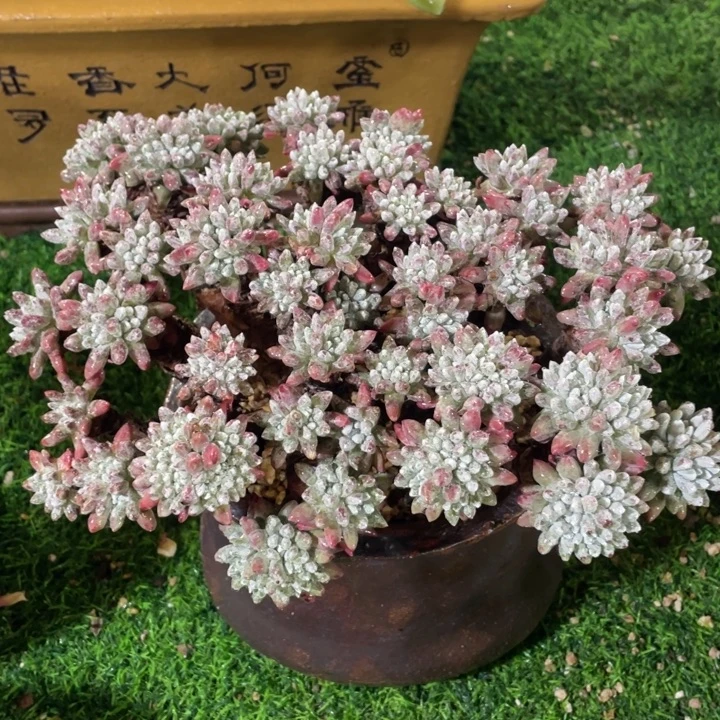 拇指杂粗桩福利粗桩