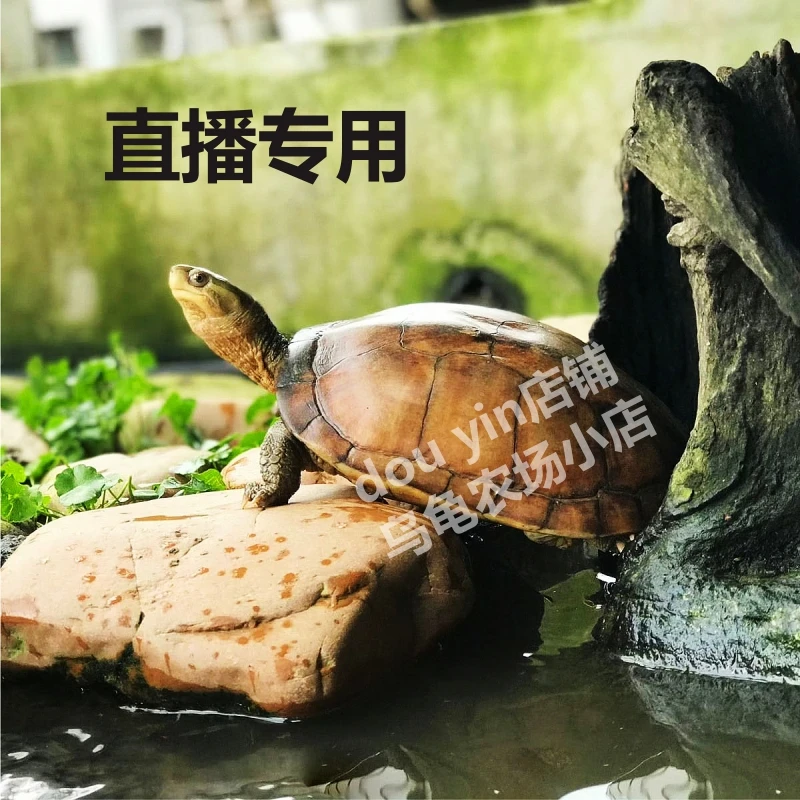 南石龟石金钱小乌龟活物招财龟长寿龟家养宠物龟小草龟活龟外塘龟